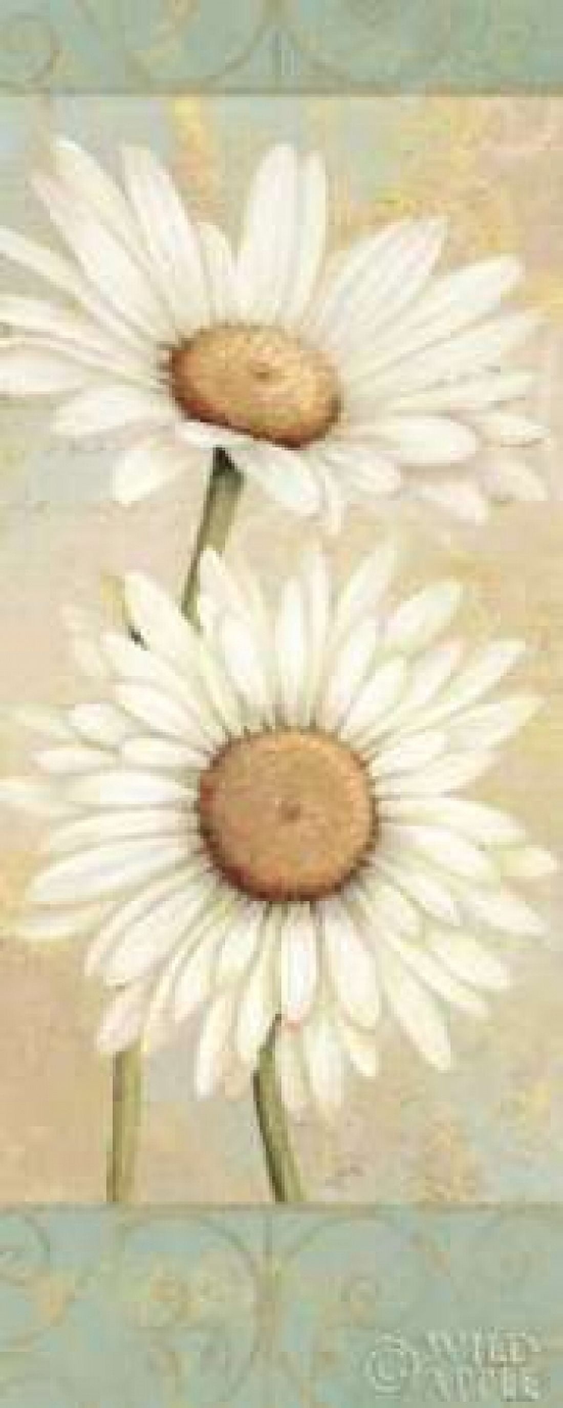 Beautiful Daisies I Canvas Art - Daphne Brissonnet (24 x 48)
