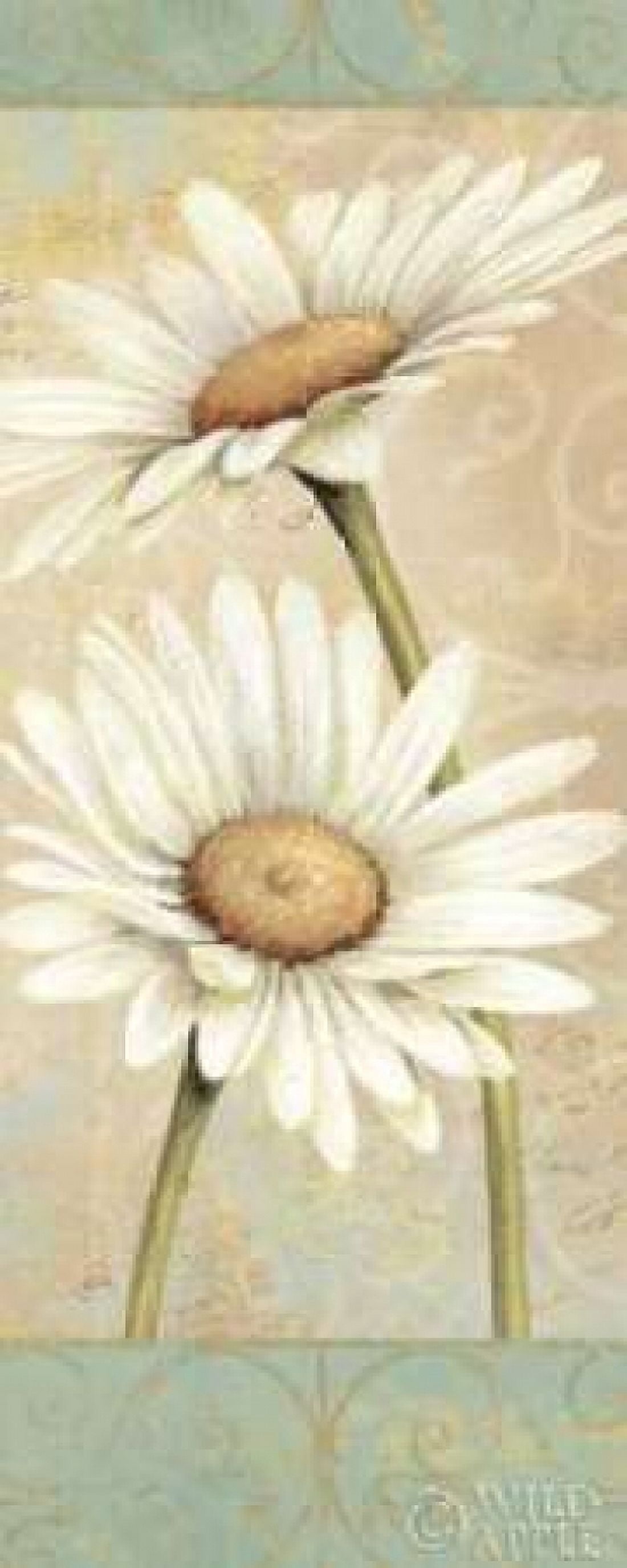Beautiful Daisies II Canvas Art - Daphne Brissonnet (24 x 48)