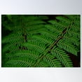 thumbnail image 1 of Beautiful Ferns Poster Wall Art, Modern Wall Decor For Living Room Bedroom, 8x12 UNFRAMED, 1 of 3