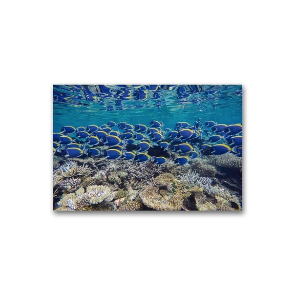 Beautiful Fish And Coral Reef Poster -Image by Shutterstock