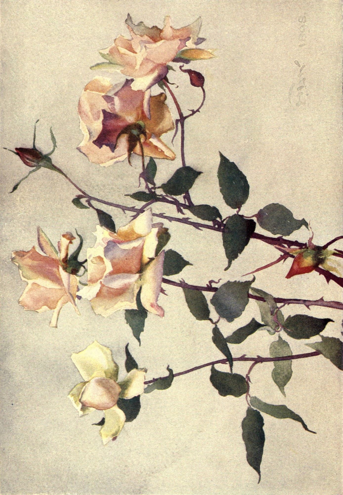 Beautiful Flowers and How to Grow Them 1922 Tea Rose Canvas Art - Hugh Littlejohn Norris (24 x 36)