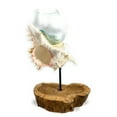 thumbnail image 1 of Beautiful Hand Blown Glass on Seashell w/ Teak Root Base 12" X 9" X 5" - Centerpiece | #ren01, 1 of 1