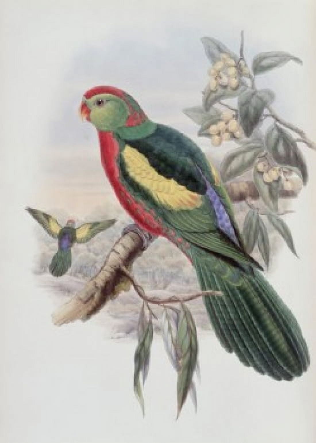 Beautiful King Parrot John Gould (1804-1881 British) Canvas Art - John Gould (18 x 24)