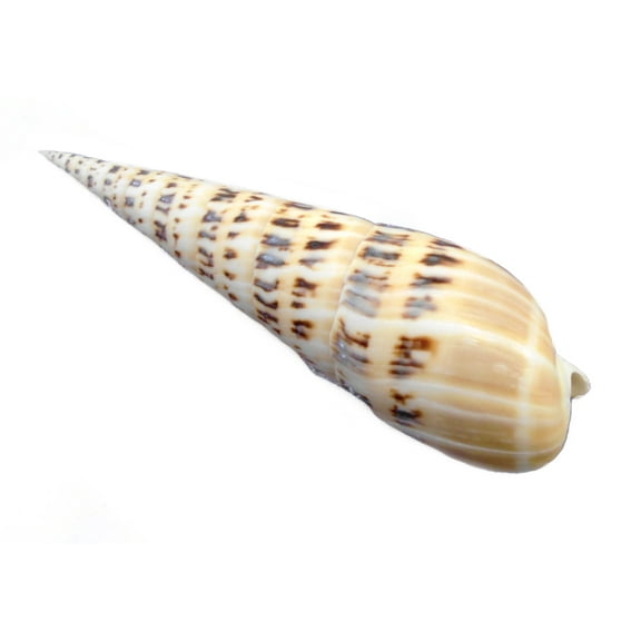 Beautiful Marlinspike Seashell 3"-4" (Terebra Maculata) Beach Cottage Decorating Arts and Crafts