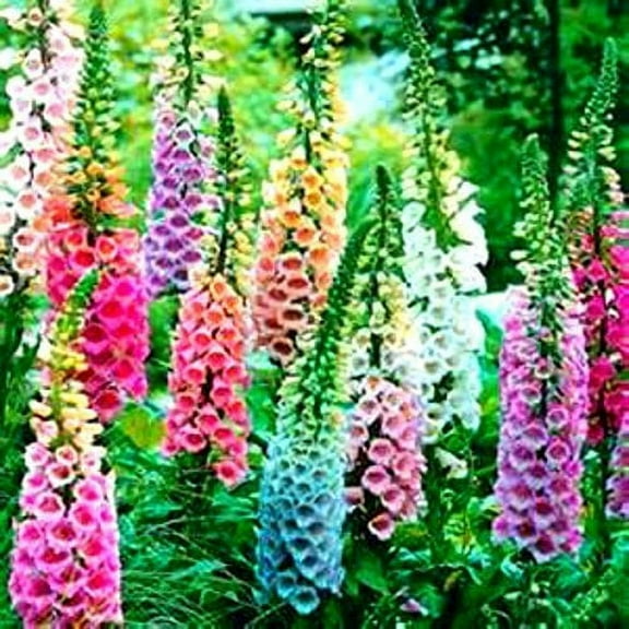 Beautiful Mixed Foxglove 100 Seeds! Comb. by payneandjesus