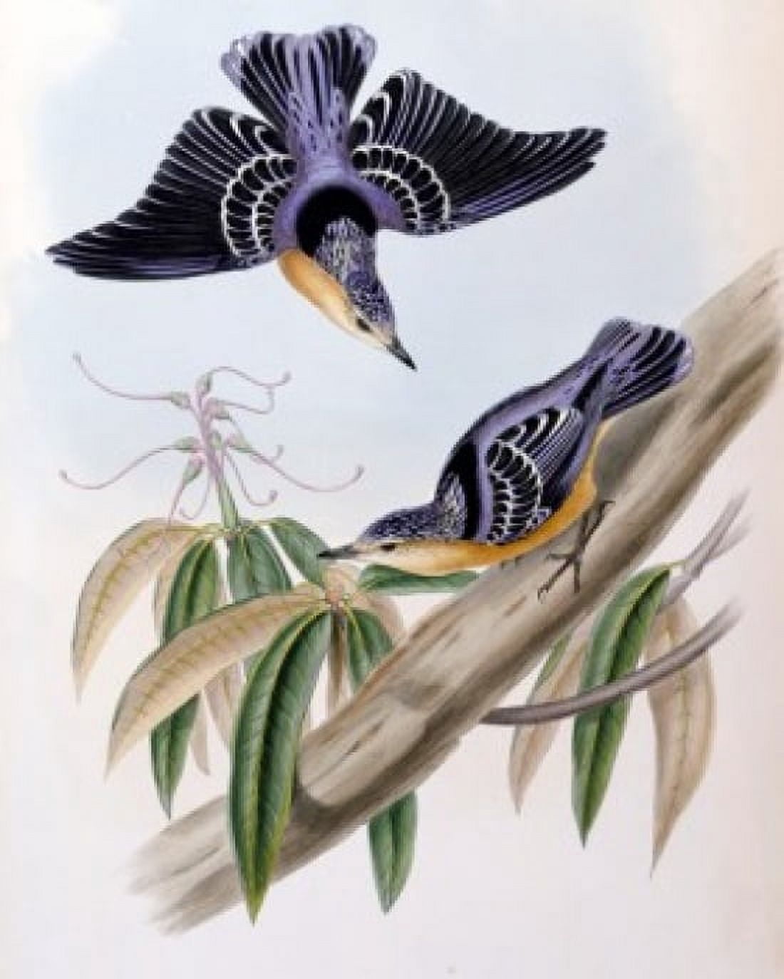 Beautiful Nuthatch John Gould (1804-1881 British) Canvas Art - John Gould (18 x 24)