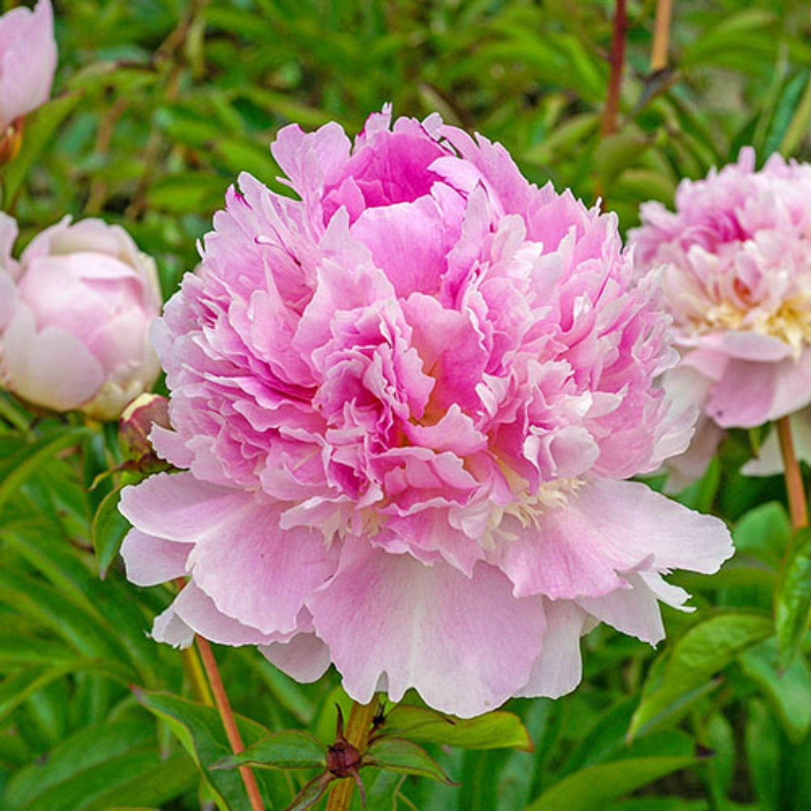 Perennial Peonies for Sale – Beautiful Blooms That Return Year After Year