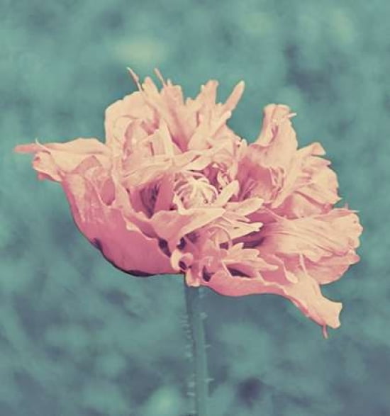 Beautiful Pink Canvas Art - Gail Peck (24 x 24)