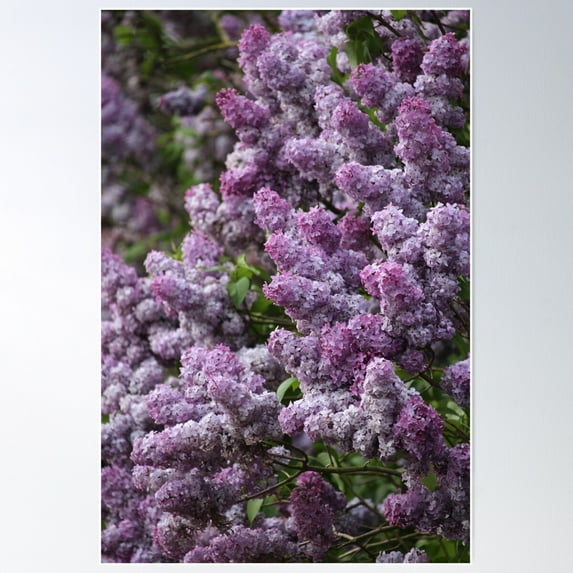 Beautiful Purple Lilac Blossom Poster Wall Art, Modern Wall Decor For Living Room Bedroom, 24x36 UNFRAMED