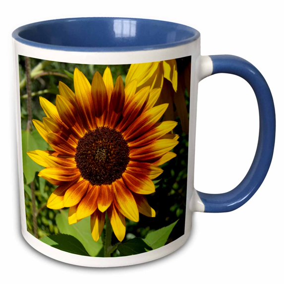 3drose, Beautiful Red and Yellow Sunflower Flower Photography, 11oz Two-tone Blue Mug