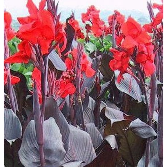 Beautiful Red Flowering Tropical Black Canna Lily Fresh Top Size Rhizome/Bulb/Plant