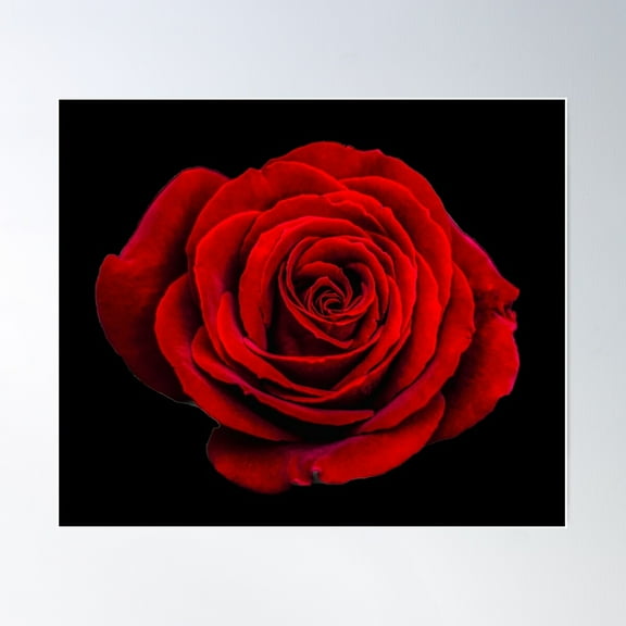 Beautiful Red Rose On Black Poster Wall Art, Modern Wall Decor For Living Room Bedroom, 8x12 UNFRAMED