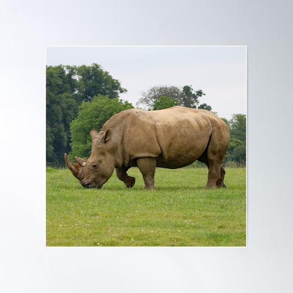 Beautiful Rhinoceros Poster Wall Art, Modern Wall Decor For Living Room Bedroom, 30x30 UNFRAMED