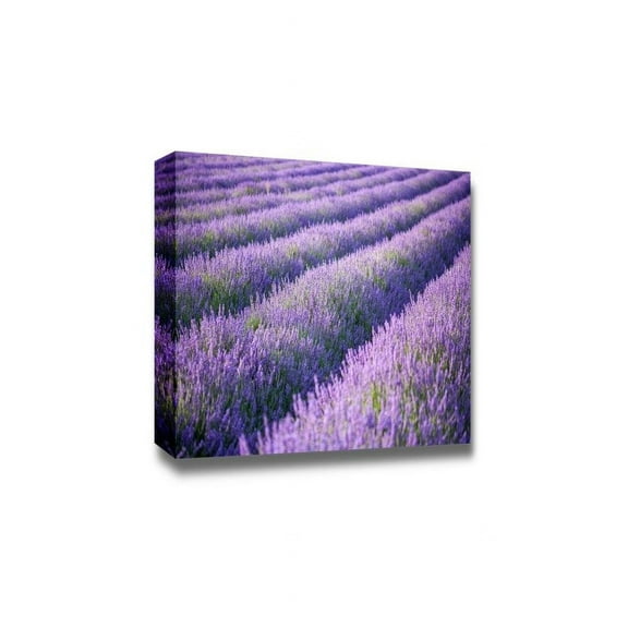 Beautiful Scenery Landscape Rows of Scented Purple Lavender in a Field - Canvas Art Wall Art - 16" x 24"