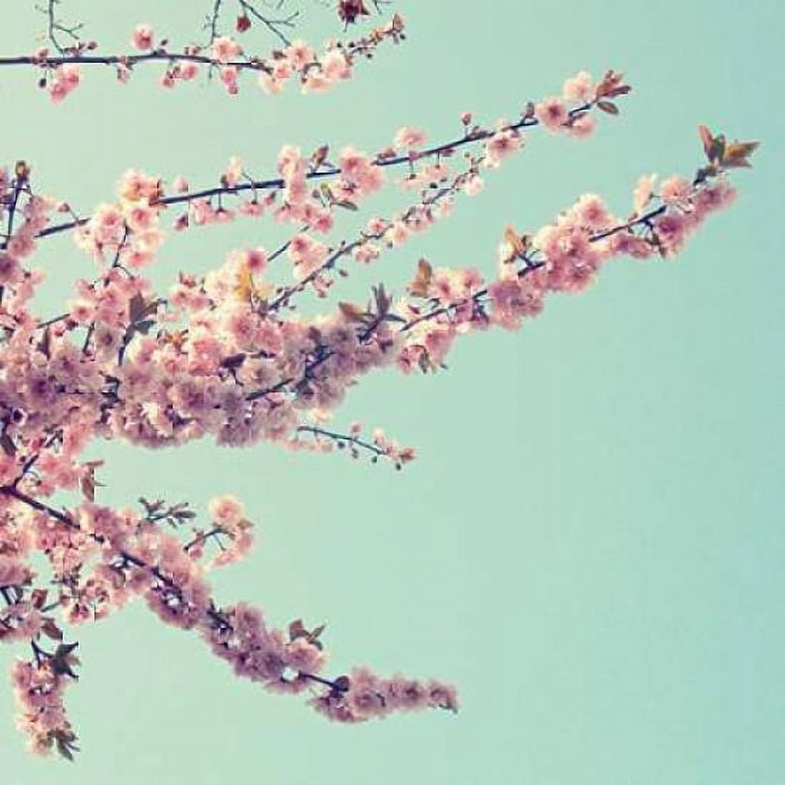 Beautiful Spring Canvas Art - Vicki Dvorak (24 x 24)