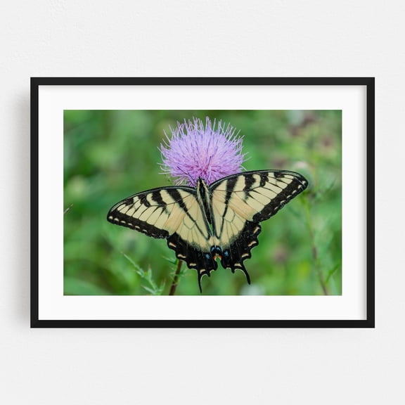 Beautiful Swallowtail Butterfly on Thisthe on a Summer Day,  Vi - Virginia Photography Butterfly Nature Insect Wildlife Floral Botanical Garden Black Framed Wall Art Print 24 x 36 inches