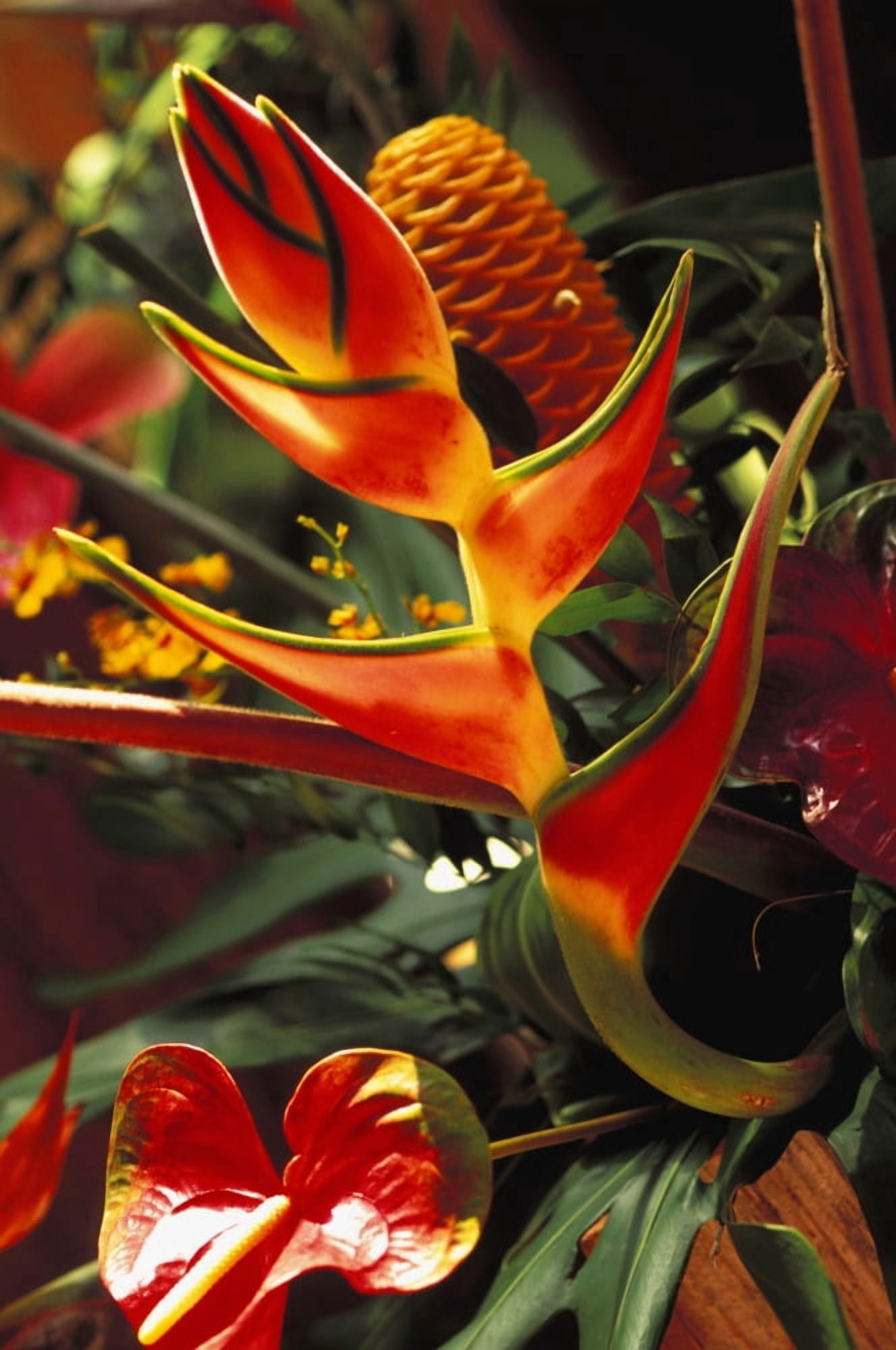 Beautiful Tropical Bouquet Flower Arrangement With Heliconia And Ginger Canvas Art - Dana Edmunds Design Pics (22 x 34)