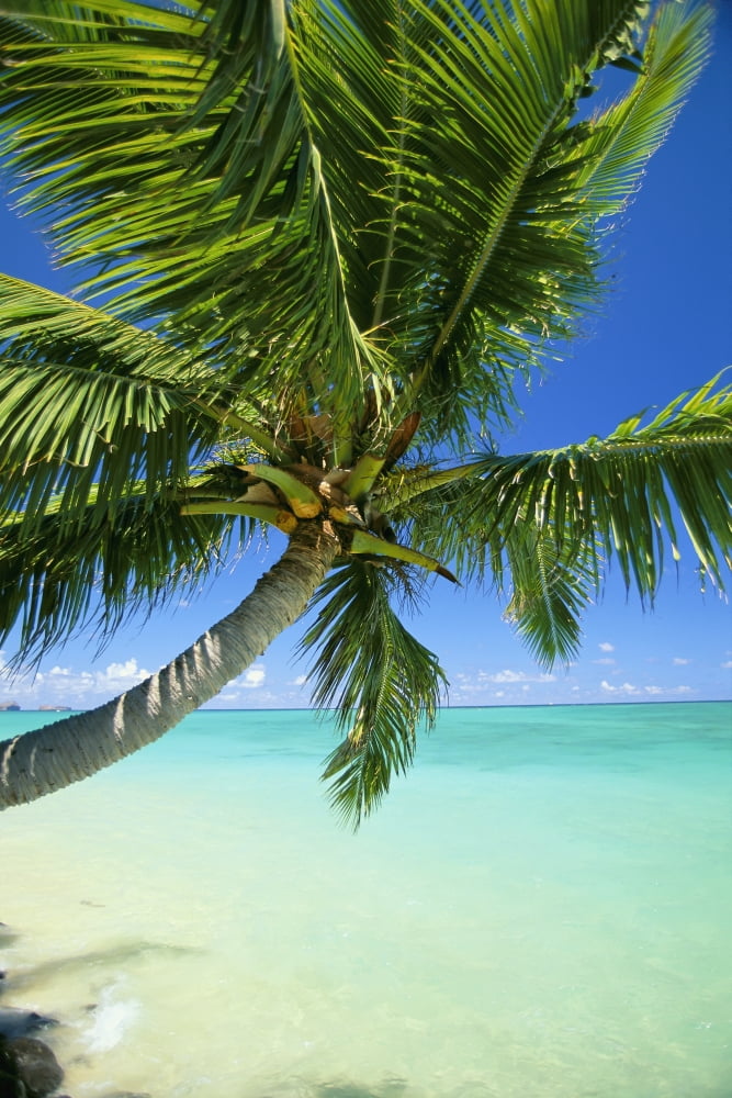 Beautiful View Of Clear Water Palm Tree Deep Blue Sky Canvas Art - Dana Edmunds Design Pics (22 x 34)