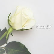 Beautiful White CD