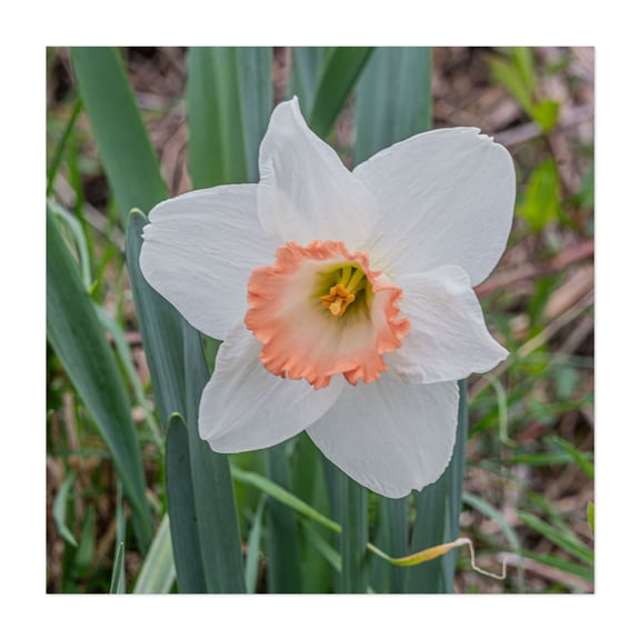 A Beautiful White Daffodil on a Spring Afternoon in PA - Photography Flowers Floral Nature Garden Botanical Pastel Unframed Wall Art Print 6 x 6 inches