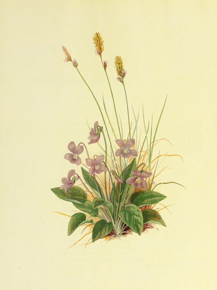 Beautiful Wild Flowers of America 1882 Arrow-leaved Violet Canvas Art - I Sprague (18 x 24)