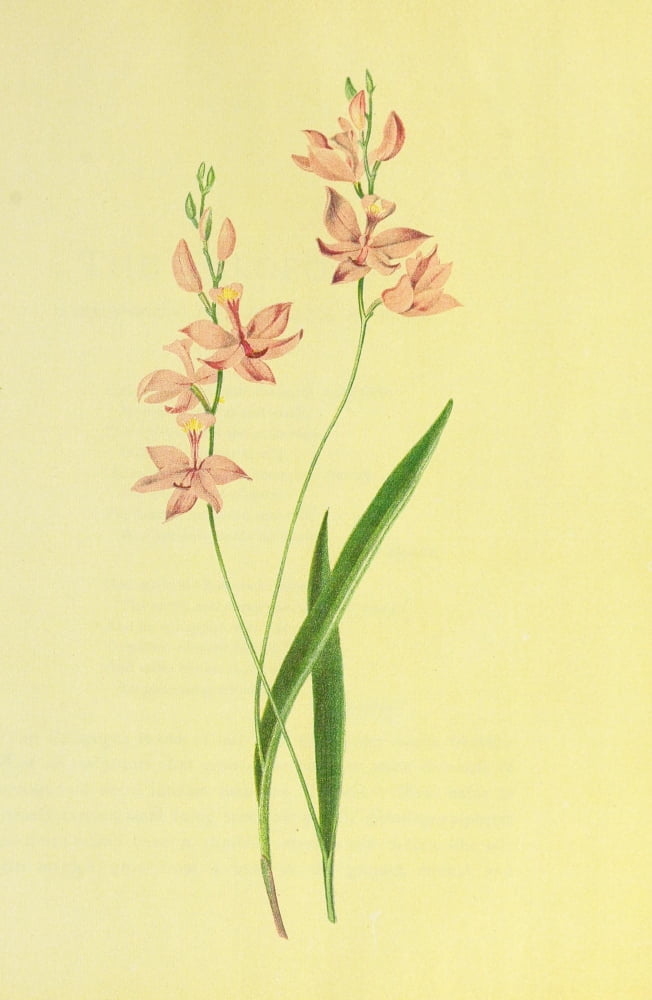 Beautiful Wild Flowers of America 1882 Calopogon Canvas Art - I Sprague (24 x 36)