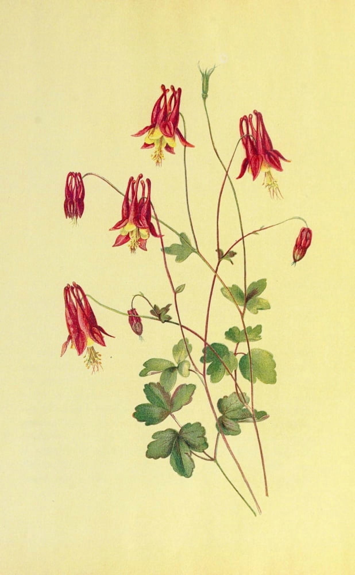 Beautiful Wild Flowers of America 1882 Columbine Canvas Art - I Sprague (24 x 36)