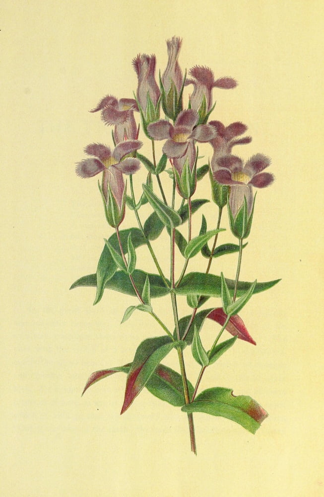 Beautiful Wild Flowers of America 1882 Fringed Gentian Canvas Art - I Sprague (24 x 36)