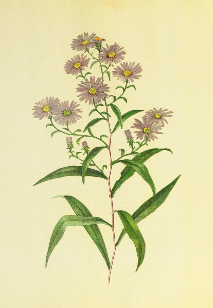 Beautiful Wild Flowers of America 1882 Long-leaved Aster Canvas Art - I Sprague (24 x 36)