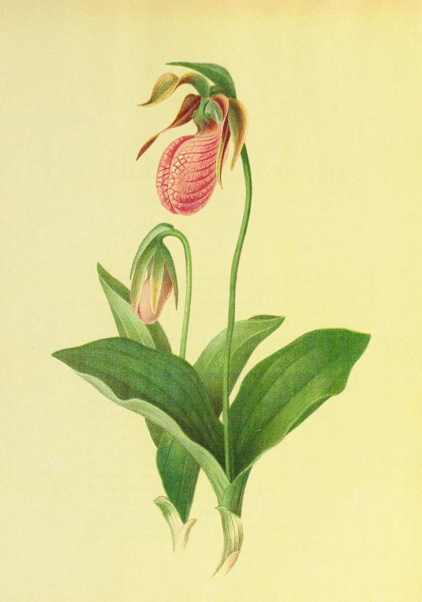 Beautiful Wild Flowers of America 1882 Moccasin Flower Canvas Art - I Sprague (24 x 36)