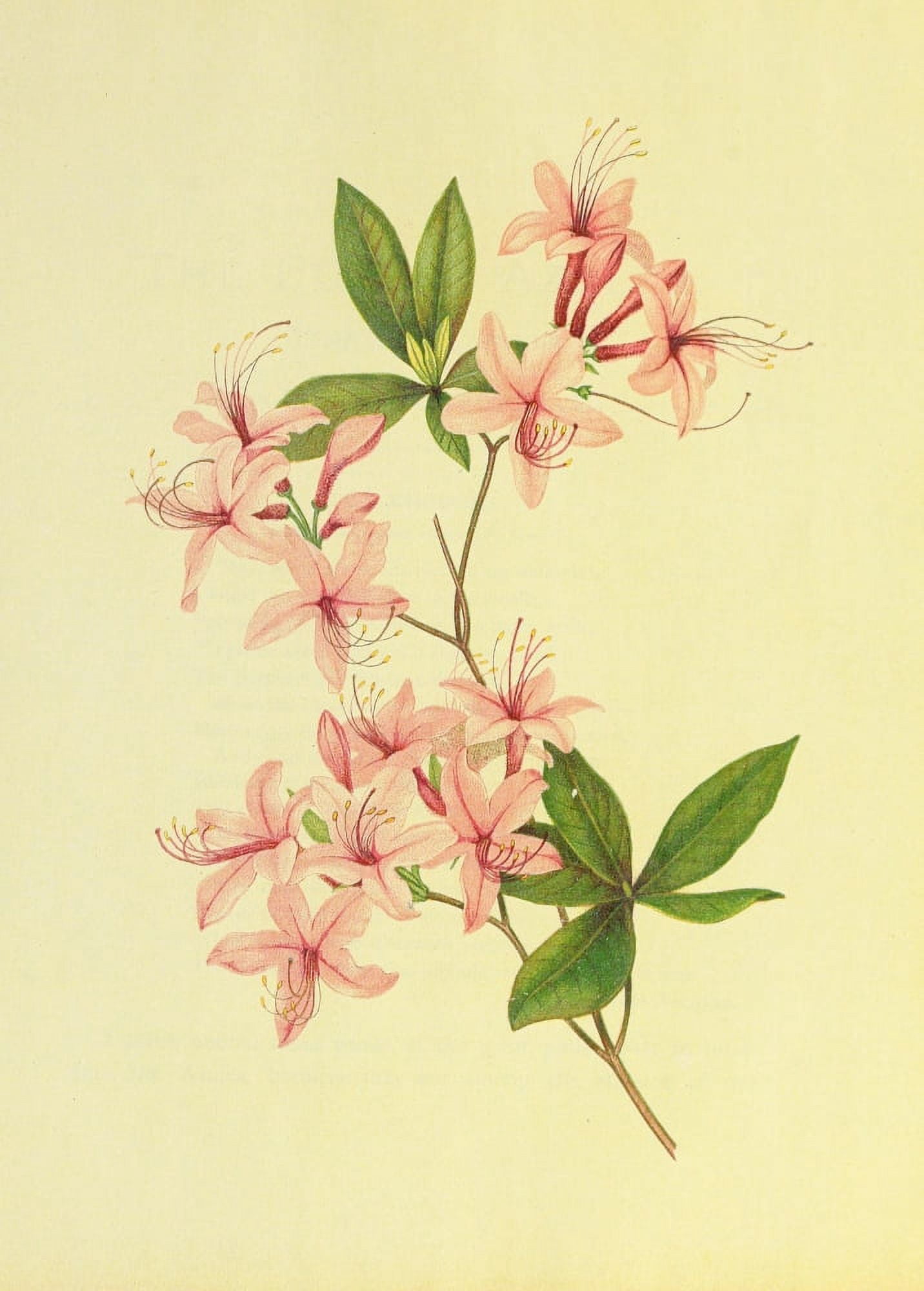 Beautiful Wild Flowers of America 1882 Purple Azalea Canvas Art - I Sprague (18 x 24)