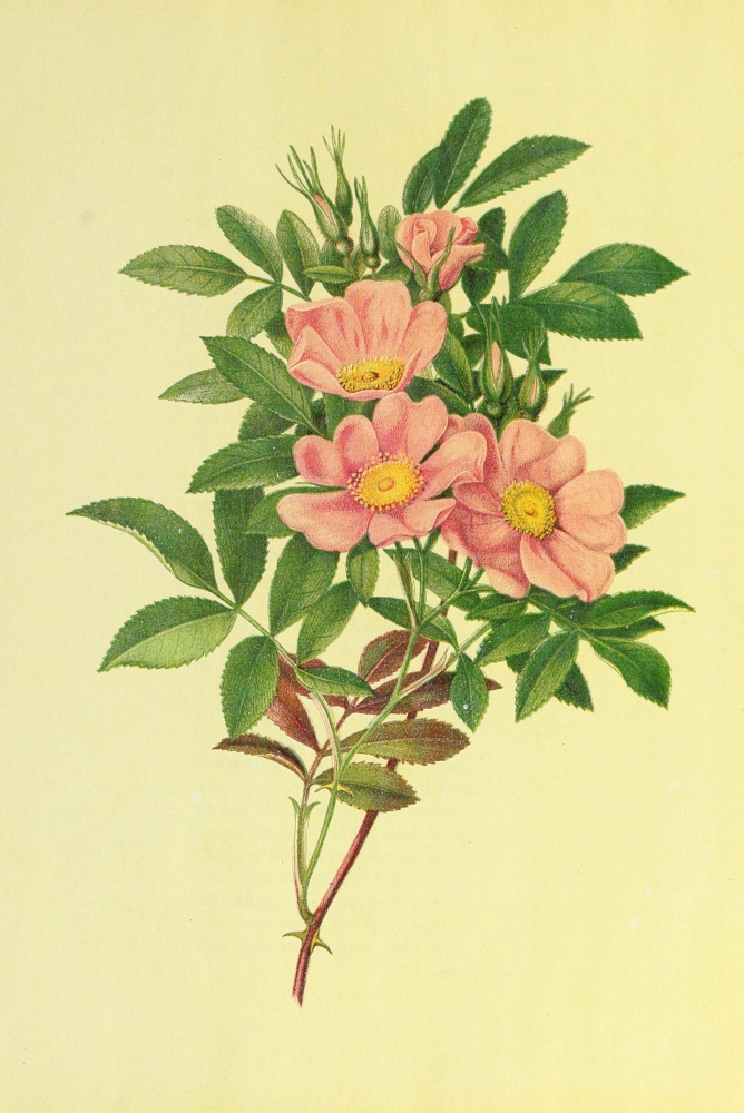 Beautiful Wild Flowers of America 1882 Swamp Rose Canvas Art - I Sprague (18 x 24)