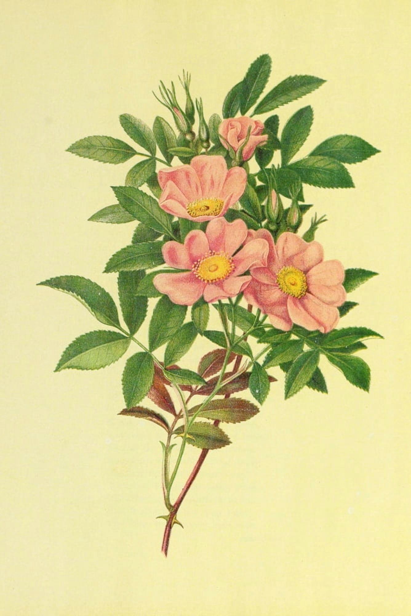 Beautiful Wild Flowers of America 1882 Swamp Rose Canvas Art - I Sprague (24 x 36)