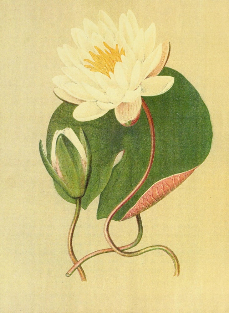 Beautiful Wild Flowers of America 1882 Water-lily Canvas Art - I Sprague (18 x 24)