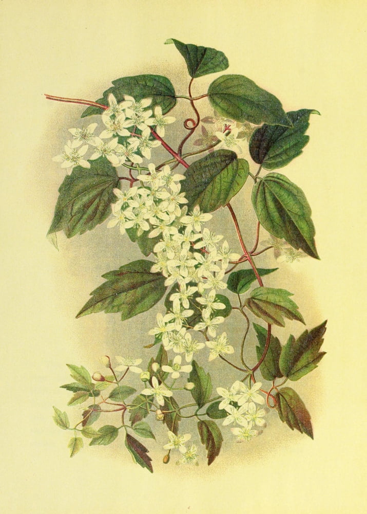 Beautiful Wild Flowers of America 1882 Wild Clematis Canvas Art - I Sprague (18 x 24)