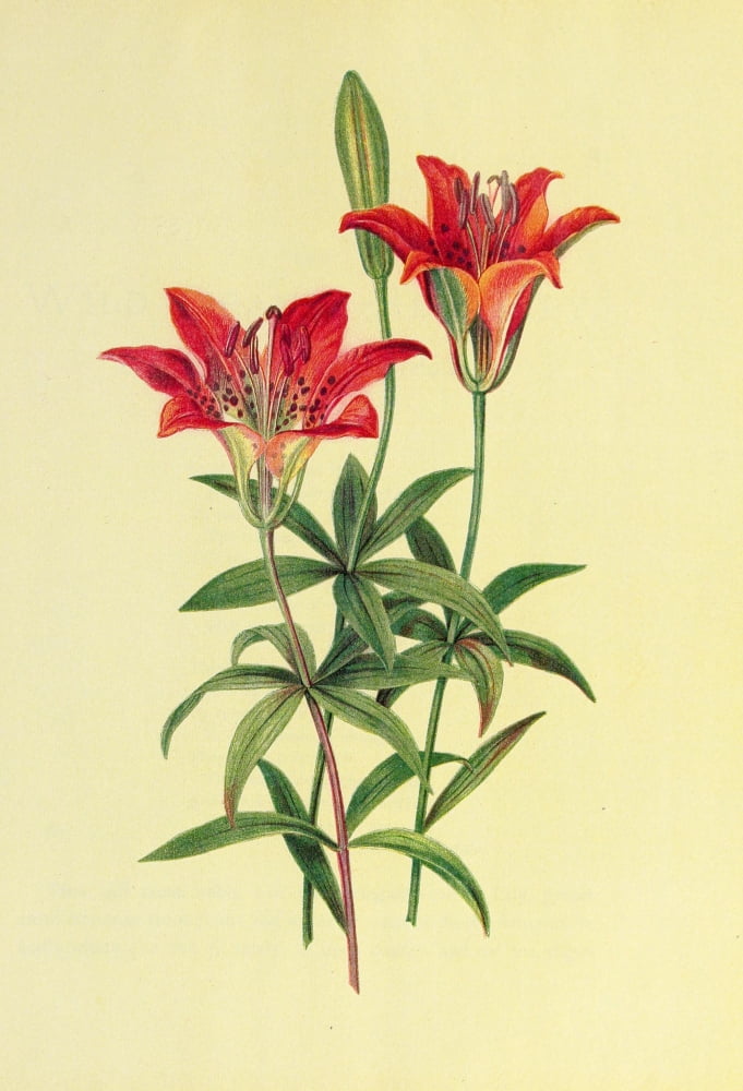 Beautiful Wild Flowers of America 1882 Wild Lily Canvas Art - I Sprague (18 x 24)