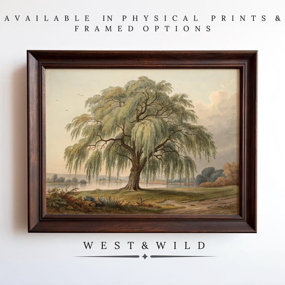 Beautiful Willow Tree Tree And Landscape Wall Arts S Of Trees Vintage Tree Prints, Unframed Paper Print