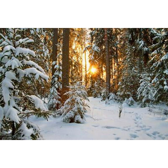 Beautiful Winter Landscape with Sunset in the Forest, Scenic Unframed Photographic Print Wall Art by yanikap Sold by Art.Com