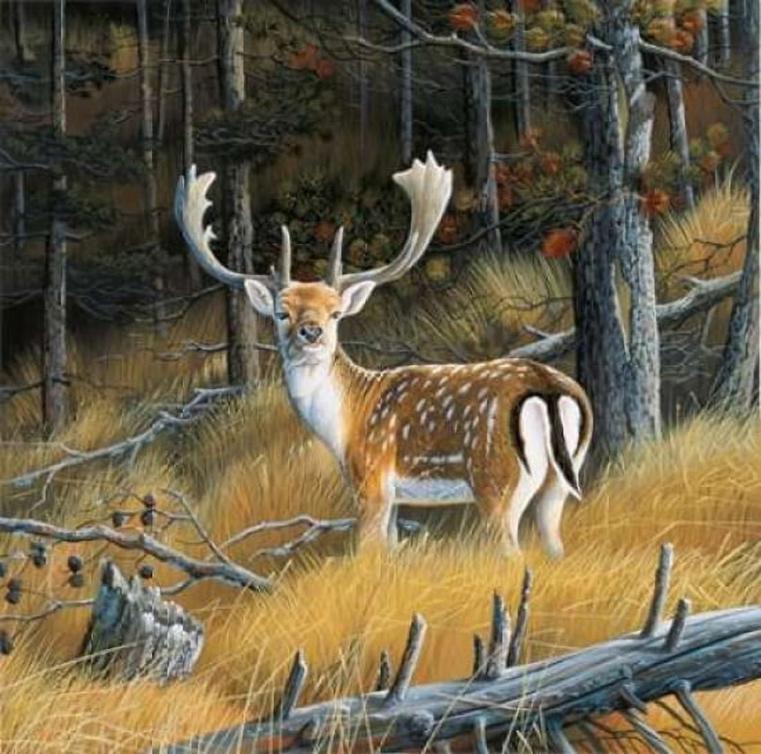 Beautiful deer Canvas Art - Jan Weenink (24 x 24)