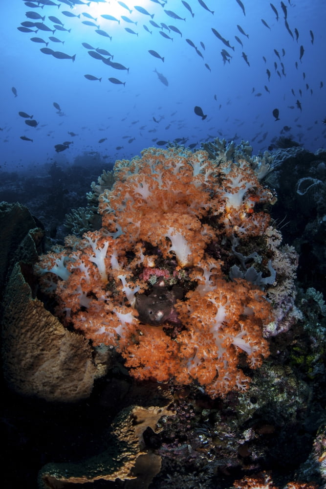 Beautiful orange soft corals on a current-swept reef in Indonesia Canvas Art - Ethan DanielsStocktrek Images (12 x 17)