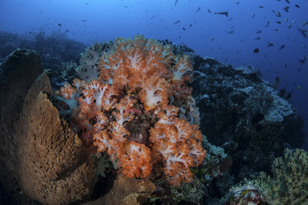 Beautiful orange soft corals on a current-swept reef in Indonesia Canvas Art - Ethan DanielsStocktrek Images (34 x 23)