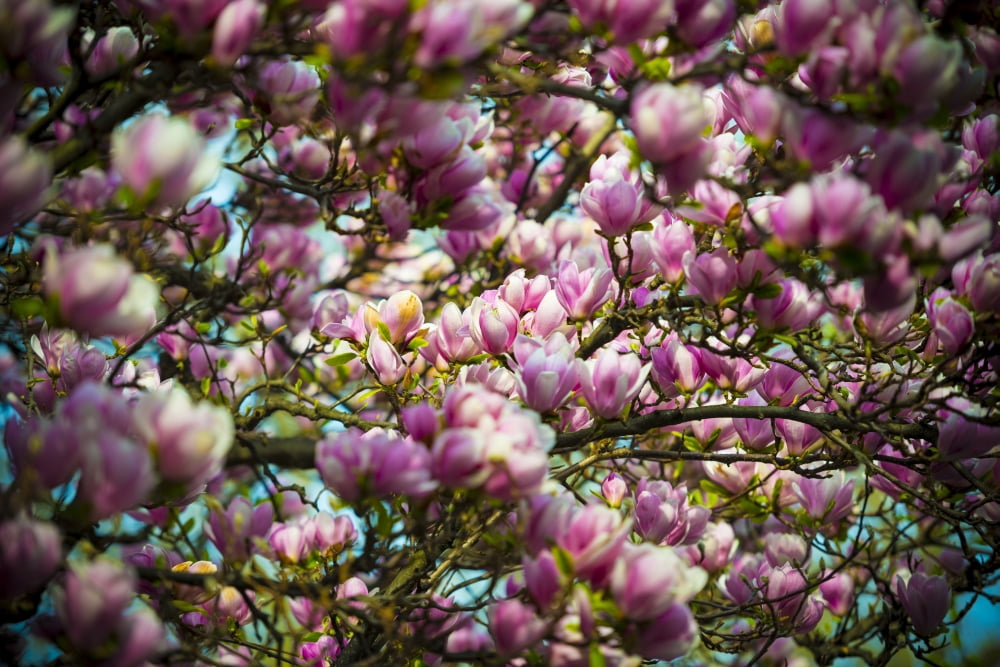 Beautiful pink magnolias blossoming Ascona Ticino Switzerland Canvas Art - Mats Silvan Design Pics (19 x 12)