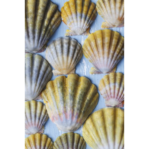 Beautiful rare indigenous Hawaiian sunrise scallop shells laid out on a blue background; Honolulu Oahu Hawaii United