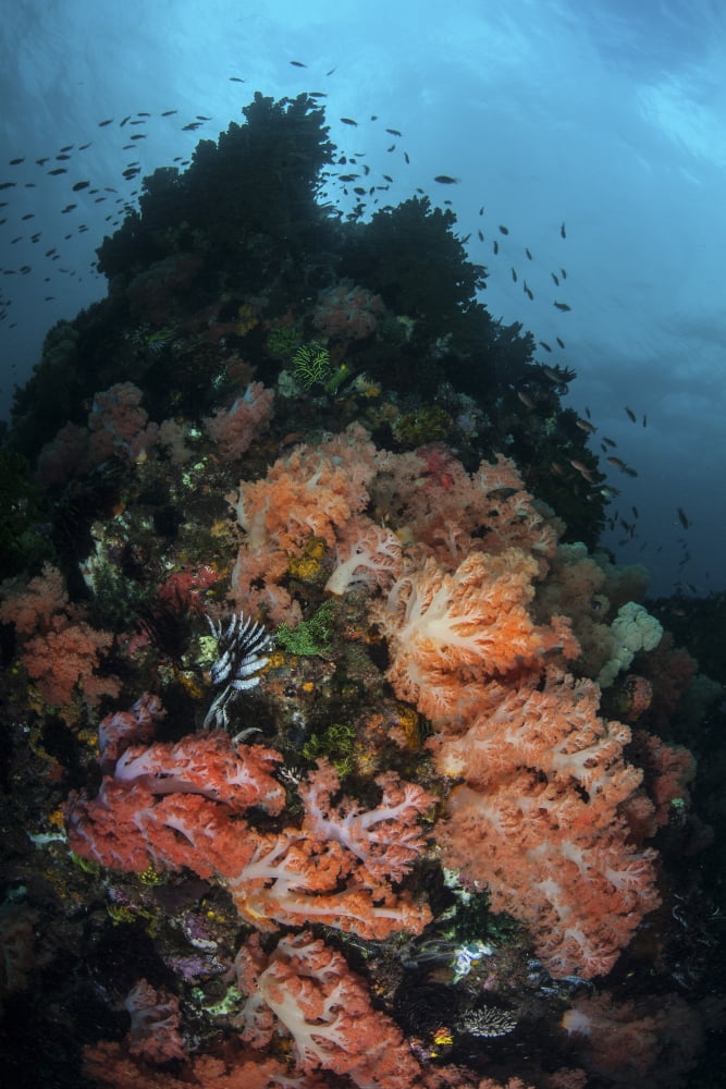 Beautiful soft coral colonies grow on a reef in Indonesia Canvas Art - Ethan DanielsStocktrek Images (12 x 17)