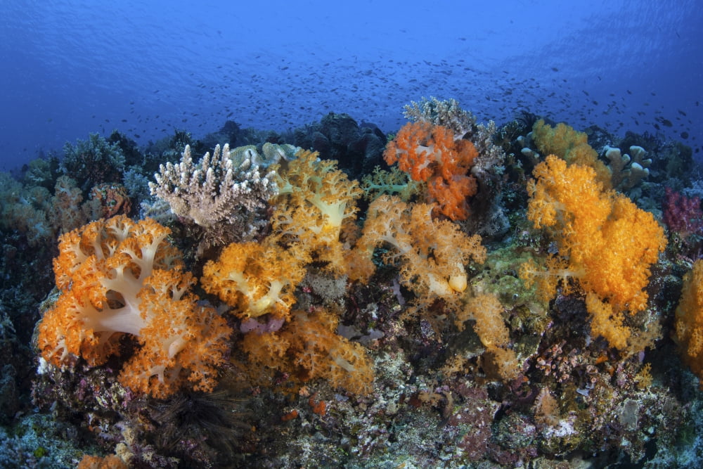 Beautiful soft coral colonies on a coral reef in Indonesia Canvas Art - Ethan DanielsStocktrek Images (17 x 12)