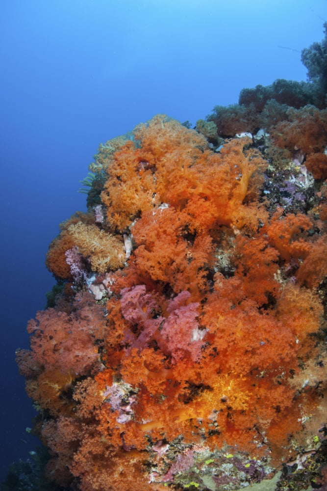 Beautiful soft corals and invertebrates on a reef in Indonesia Canvas Art - Ethan DanielsStocktrek Images (12 x 17)