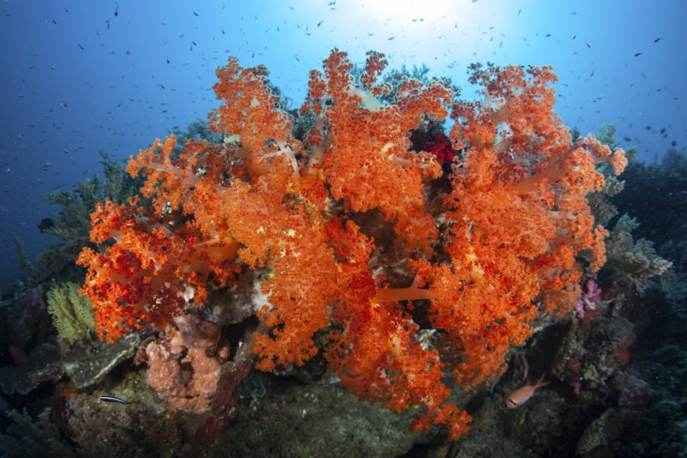 Beautiful soft corals and invertebrates on a reef in Indonesia Canvas Art - Ethan DanielsStocktrek Images (17 x 12)