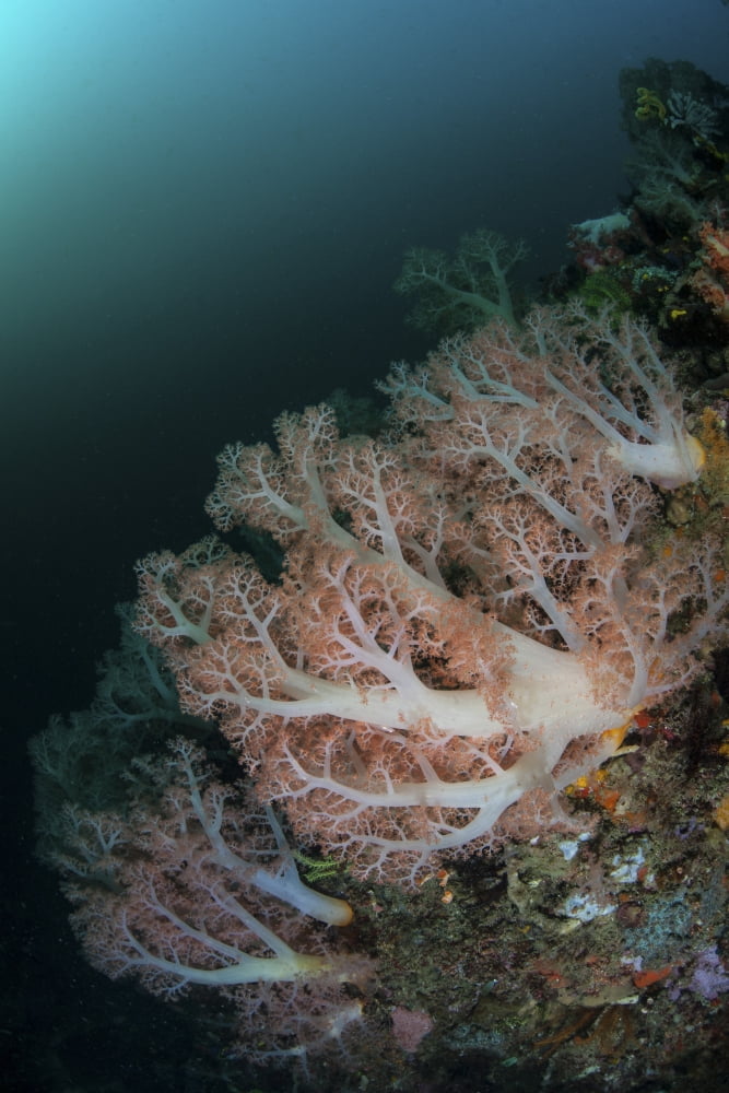 Beautiful soft corals grow on a deep reef in Indonesia Canvas Art - Ethan DanielsStocktrek Images (12 x 17)