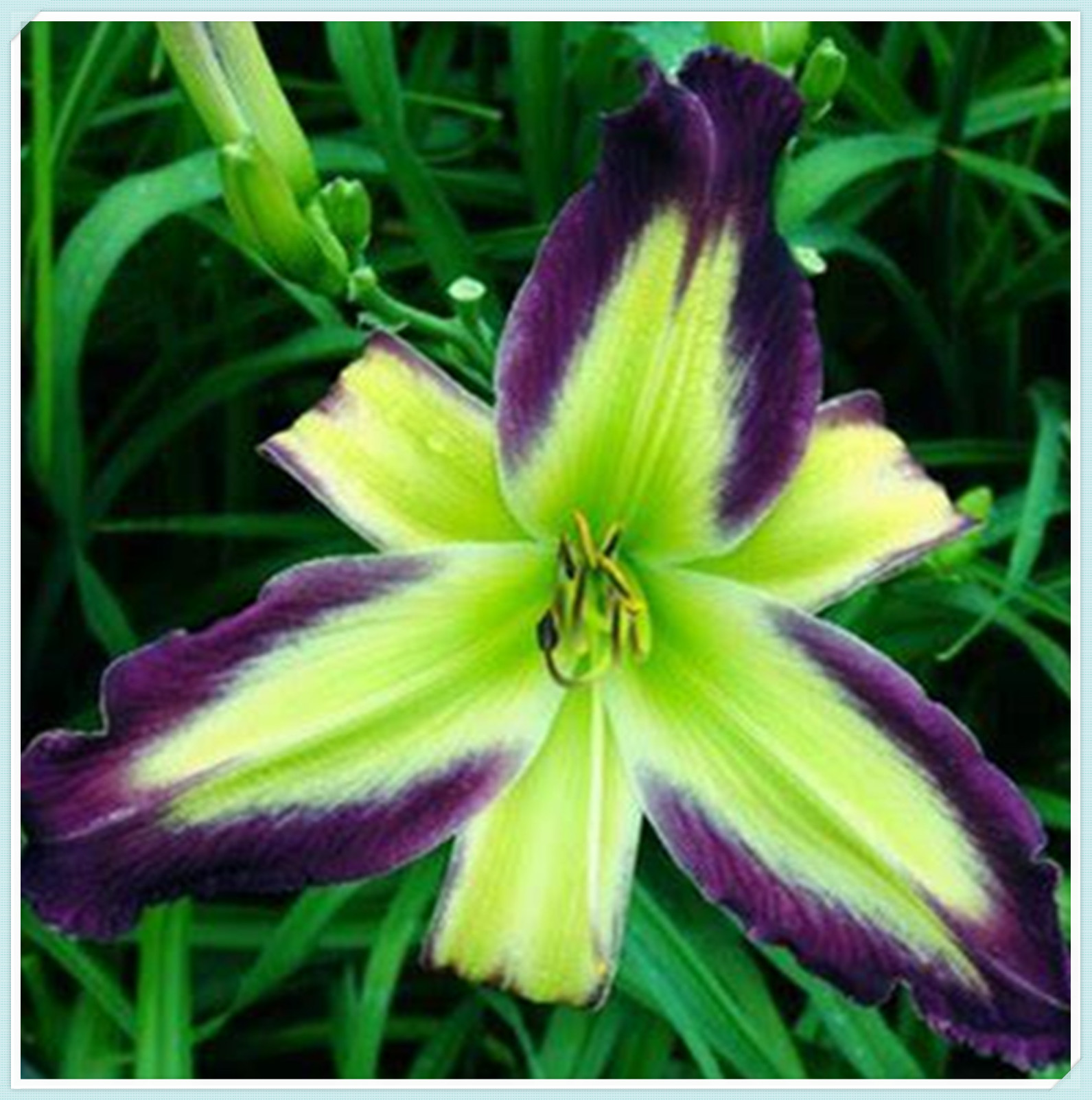 Beautify Daylilies Bulbs For Planting/Daylily plants live/ Long