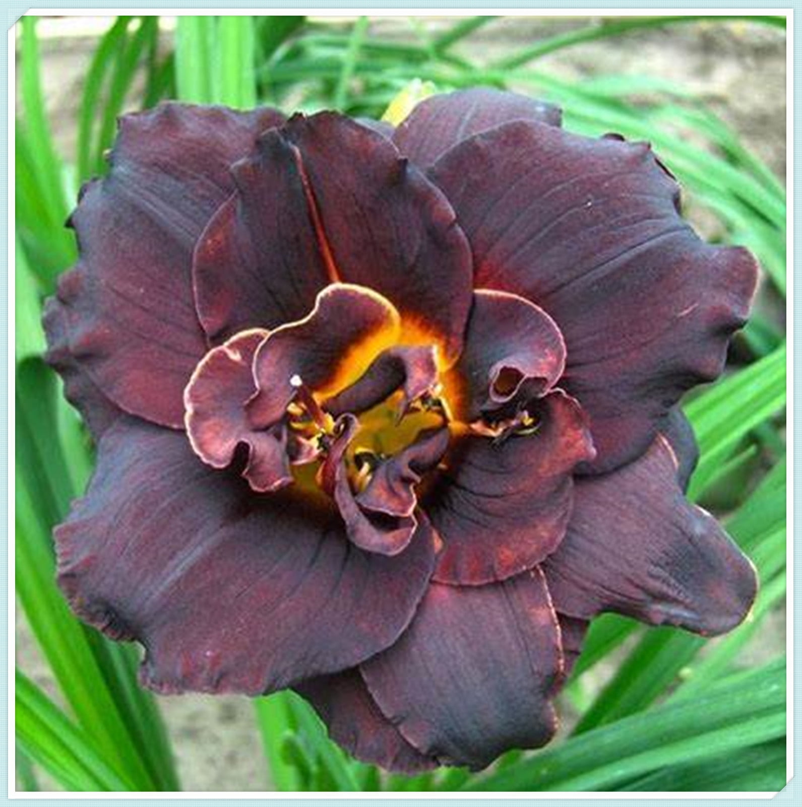Beautify Daylilies Bulbs For Planting/Daylily plants live/ Long